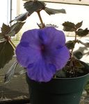 Photo Magic Flower, Nut Orchid, dark blue hanging plant