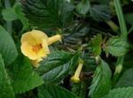 Photo Magic Flower, Nut Orchid, yellow hanging plant