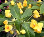 Foto Planta De Paciencia, Bálsamo, Joya De Malezas, Ocupado Lizzie, amarillo herbáceas