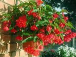 Bilde Begonia, rød urteaktig plante