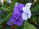 照 昨天 - 今天 - 明天Brunfelsia，, 紫丁香 灌木
