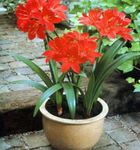 Foto Vallota, rød urteagtige plante