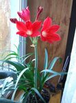 foto Vallota, rood kruidachtige plant