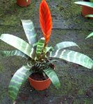 სურათი Vriesea, წითელი ბალახოვანი მცენარე