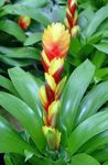 fotografie Vriesea, galben planta erbacee