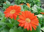 Photo Daisy Transvaal, orange herbeux