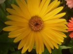 Nuotrauka Transvalio Daisy, geltonas žolinis augalas