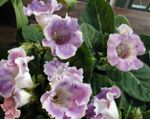 foto Sinningia (Gloxinia), lila kruidachtige plant