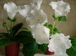 Foto Sinningia (Gloxinia), hvid urteagtige plante