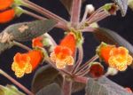 Foto Koks Gloksīnija, oranžs zālaugu augs