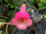 foto Boom Gloxinia, roze kruidachtige plant