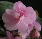fénykép Afrikai Ibolya, rózsaszín lágyszárú növény