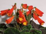 foto Smithiantha, rood kruidachtige plant