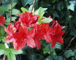 foto Azaleas, Pinxterbloom, vermelho arbusto