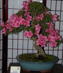 foto Azaleas, Pinxterbloom, rosa arbusto