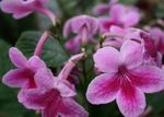 foto Streptokokken, roze kruidachtige plant
