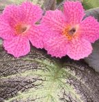 fénykép Episcia, rózsaszín lágyszárú növény