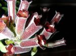 Фото Эсхинантус, бордовый травянистые