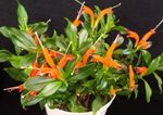 foto Lipstick Plant, , laranja planta herbácea