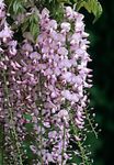 照 紫藤, 粉红色 藤本植物