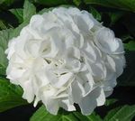 Nuotrauka Hortenzija, Lacecap, baltas krūmas