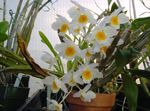 სურათი Dendrobium ორქიდეა, თეთრი ბალახოვანი მცენარე