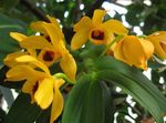 Bilde Dendrobium Orkide, gul urteaktig plante