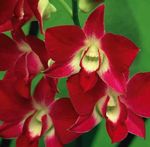 фотографија Дендробиум Орхидеја, црвено травната