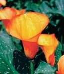 Photo Arum lily, orange herbaceous plant