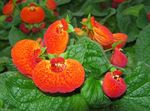 Photo Slipper flower, orange herbaceous plant