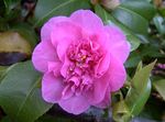 Photo Camellia, bándearg crann