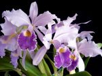 Photo Cattleya Orchid, lilac herbaceous plant