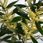 Foto Acacia, amarillo arbustos