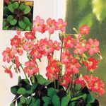 foto Oxalis, rood kruidachtige plant
