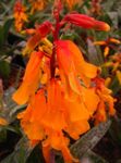 kuva Cape Kevätesikko, oranssi ruohokasvi