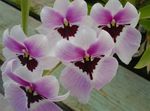 mynd Miltonia, lilac herbaceous planta