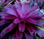Foto Bromelia, púrpura herbáceas