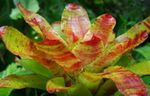 Foto Bromeliad, oranžs zālaugu augs