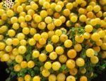 Bilde Perle Anlegg, gul urteaktig plante