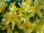 foto Baia Rose, Oleandri, giallo gli arbusti