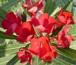 foto Rose Bay, Oleander, vermelho arbusto