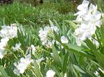 Photo Rose bay, Oleander, white shrub