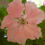 Nuotrauka Pelargonija, rožinis žolinis augalas