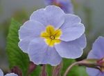 fotografie Primula, Auricula, světle modrá bylinné