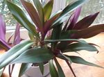Photo Rhoeo Tradescantia, purple herbaceous plant