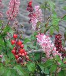 Foto Bloodberry, Rouge Taim, Baby Pipar, Pigeonberry, Coralito, roosa põõsas