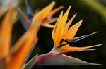 Foto Paradīzes Putna, Celtnis Ziedu, Stelitzia, oranžs zālaugu augs
