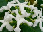 Foto Tabernaemontana, Banana Bush, bijela grmovi