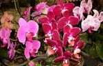 fotografie Phalaenopsis, roz planta erbacee
