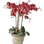 Photo Phalaenopsis, red herbaceous plant